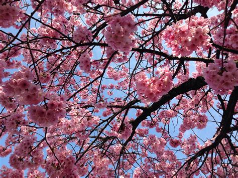 Floraison Des Cerisiers Japonais à Tokyo Le Hanami A Commencé