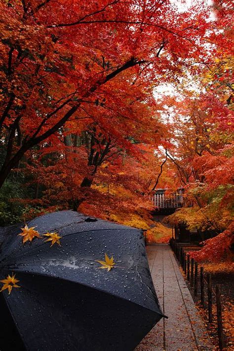 I Miss The Fall Autumn Scenery Autumn Rain Scenery