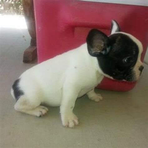 Beautiful French Bulldog Smart Boy Akc Papers Ready Soon Flickr
