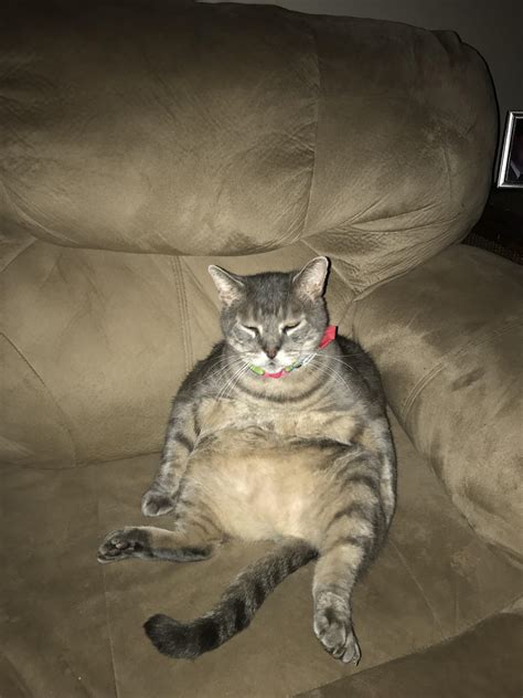 Psbattle Sitting Fat Cat Rphotoshopbattles