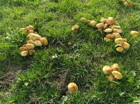 Gelbe Pilze Auf Wiese Pilzbestimmung Pilzforum