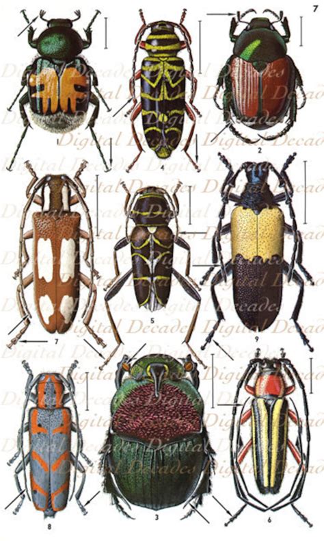 Vintage Beetles Art Illustrations Bug Insects Oddities Etsy
