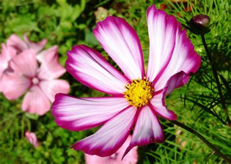 Cosmos Bipinnatus Candy Stripe Cosmos Bipinnatus Cosmos Flowers