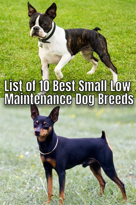 List of 10 Best Small Low Maintenance Dog Breeds in 2020 ...
