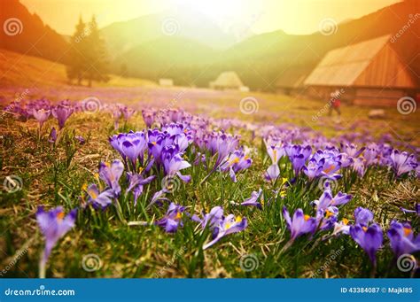 Spring Meadow In Mountains Full Of Crocus Flowers In Bloom At Sunrise