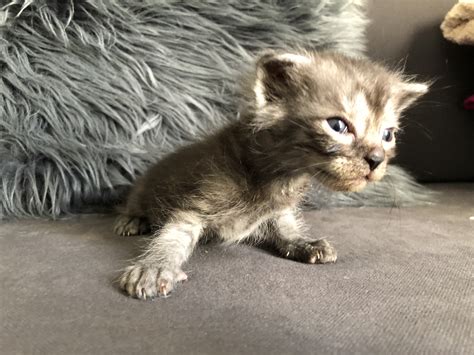 The siberian cat, also called the siberian forest cat, is an adventurous and athletically built cat who the siberian cat is one of the healthier cat breeds with minimal known hereditary health issues. 5 Siberian-mixed fluffy kittens for adoption - Free ...