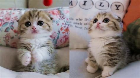 This Baby Kitten Will Melt Your Stress Away Youtube