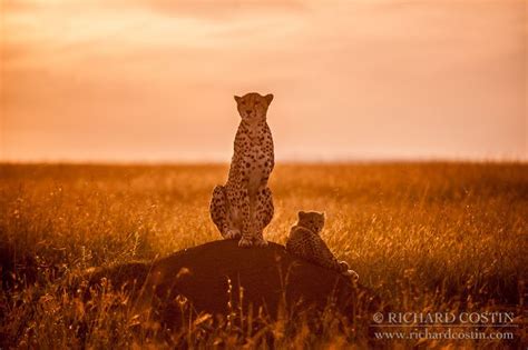 Cheetahs At Sunrise Amazing Animal Stories African Big Cats Cheetah
