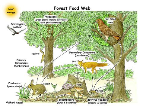 The Big Book Of Knowledge Forest Food Web