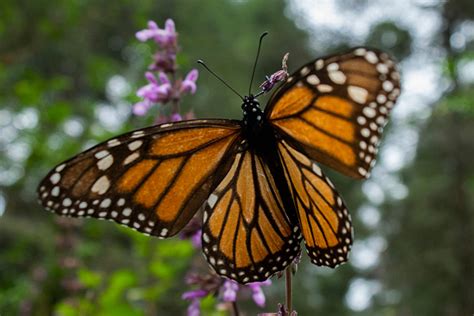 Butterfly Migration Revealed How Much The Monarch Population Grew Since