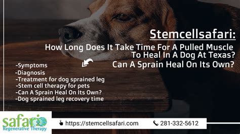 Can Dogs Pull Muscles How Long To Heal