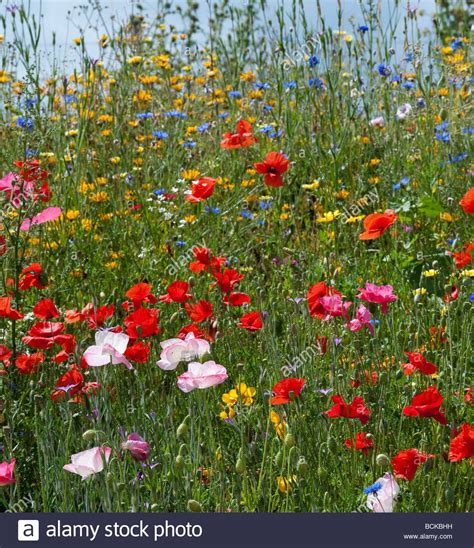 Wildflowers With Poppies In The English Countryside England Stock