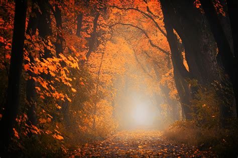 autumn-forest-aesthetic-desktop-wallpapers-wallpaper-cave