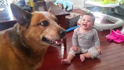 Baby Laughing At Dog Eating Bubbles Youtube