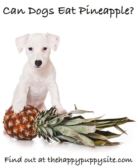 Thus, they don't need as much food throughout the day. Can Dogs Eat Pineapple? A Complete Guide to Pineapple For ...
