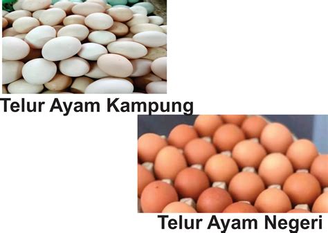 Dapat menyembuhkan penyakit jantung koroner, kencing manis, maag atau usus besar. Perbedaan Telur Ayam Kampung Dan Negeri - Aku Ingin Tahu