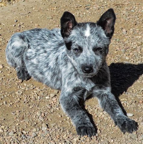 Meet Merle A Petfinder Adoptable Australian Cattle Dog Blue Heeler