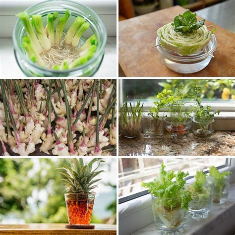 27 Plants And Fruits You Can Grow In Water • Tasteandcraze