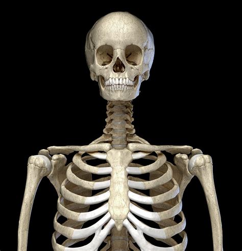 Front View Of The Human Torso Skeletal Photograph By Pixelchaos