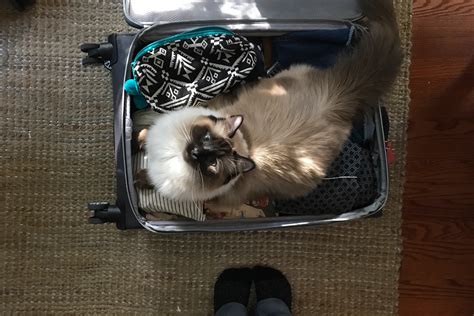 How To Travel With A Cat According To A Veterinarian