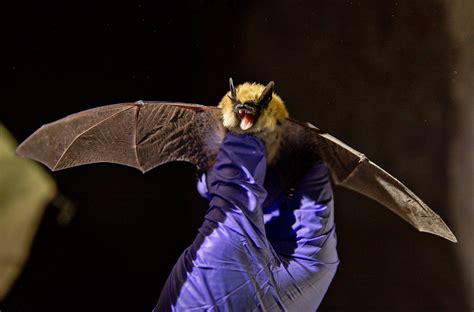 Bats With Rabies