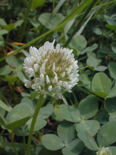 White Clover Trifolium Repens