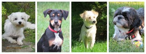 Small Dogs For Adoption Hamilton Ontario