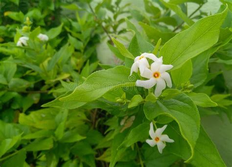 Beautiful White Jasmine Flower Blooming In Green Leaves Plant Growing