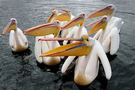 Pelican Animal Facts For Kids Characteristics And Pictures