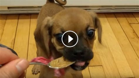Puppy Discovers Peanut Butter For The First Time And Its The Cutest