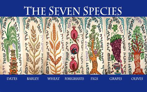 The Symbolism Of The Seven Species Of Israel Hebrew Lessons Bible