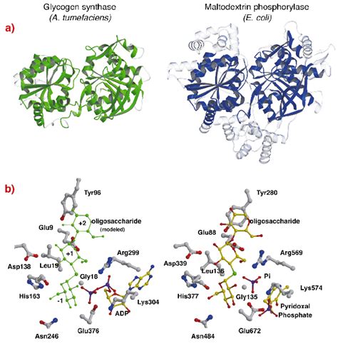 The Crystal Structure Of Glycogen Synthase