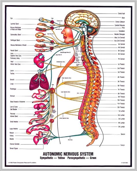 The nervous system has three specific functions the nervous system is made up of vast neural networks; nervous system diagram labeled nervous system pictures - Top Label Maker