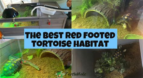 Redfoot Tortoise Enclosure