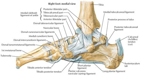 Muscular Anatomy Of The Ankle