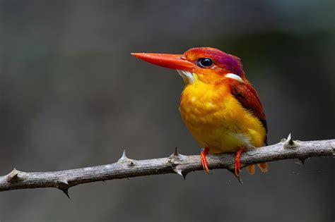 The Oriental Dwarf Kingfisher A Stunning Avian Jewel Of Red Yellow