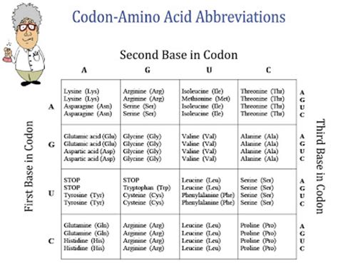 Free Chart Of Amino Acids And Codons Classroom Freebies