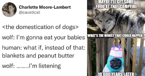 From Wild Wolf To Precious Puppy Domesticated Doggo Meme Dump Animal