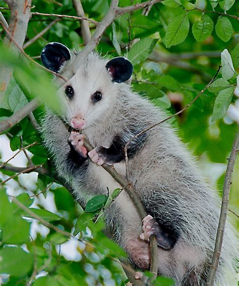 Virginia Opossum Didelphis Virginiana Starmind Conservation