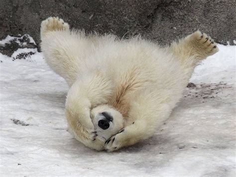 Adorable Baby Polar Bear Photography Baby Polar Bears Bear Pictures