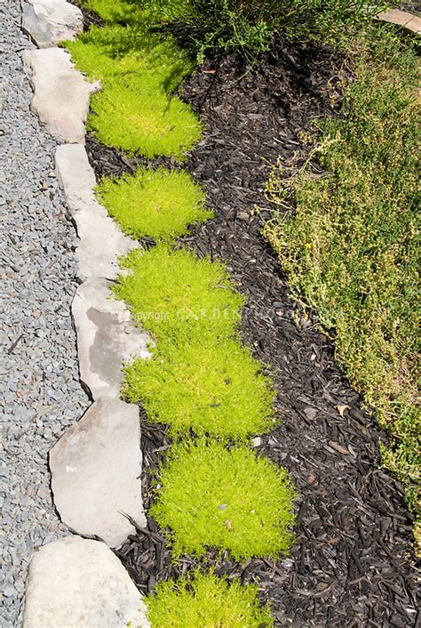 Sagina Moss In The Garden Instead Of Lawn Grass Alternate Plant
