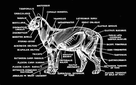Cat skeletal anatomy laminated poster created using vintage images. Pin by Nubia Rogers on All about cats | Cat anatomy ...
