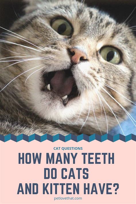 If your cat has had a litter of kittens and when mother cats chastise kittens, they make a kind of clicking sound at the back of the throat that is possible to mimic. How Many Teeth Do Cats and Kitten Have | Cats and kittens ...