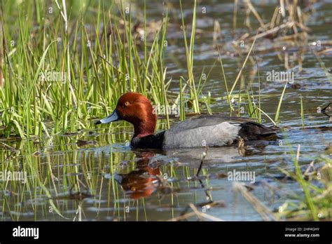 Red Head Duck Aythya Americana In Wetlands Area By Hauser Lake Idaho