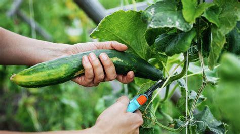 How To Grow And Care For Cucumbers Bunnings New Zealand