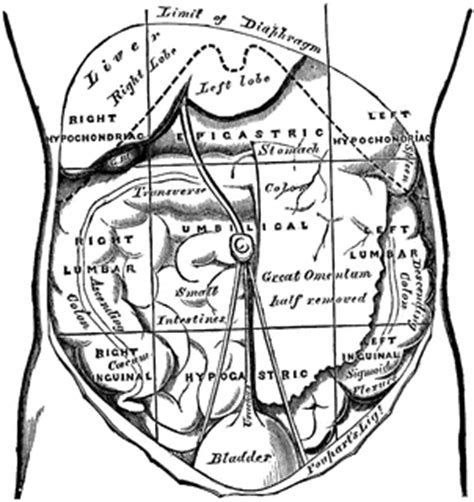 Certain directional anatomical terms appear throughout this and any other anatomy textbook (figure 1.13). Regions of the Abdomen and their Contents | ClipArt ETC