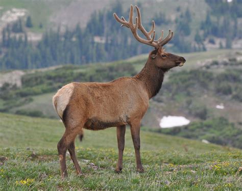 Utah State Animal Rocky Mountain Elk Animals Rocky Mountains Bull Elk