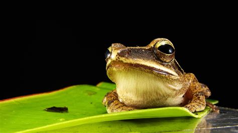 Free Images Toad Amphibian Fauna Tree Frog Vertebrate Golden