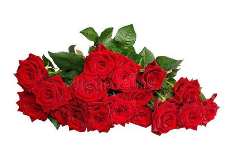 Bunch Of Roses Royalty Free Stock Photography Image 12368457