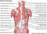 Middle Layer Core Muscles Images